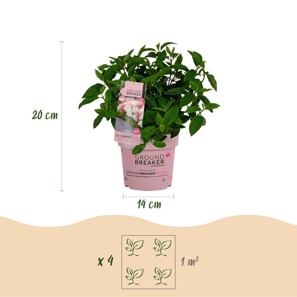 Rispenhortensien-Set „Groundbreaker" – Blush, Greeny und Ruby – Ansicht 3