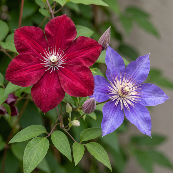 Clematis-Set „Duo Blue & Red“ – Waldreben in Blau und Rot – Ansicht 3