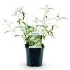 Schmetterlingsstrauch ‚White Profusion' – Buddleja davidii – Ansicht 4