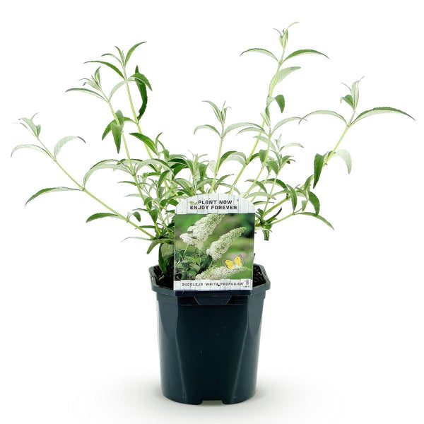 Schmetterlingsstrauch ‚White Profusion' – Buddleja davidii – Ansicht 4