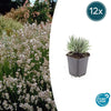 Lavendel ‚Edelweiss' – Lavandula intermedia
