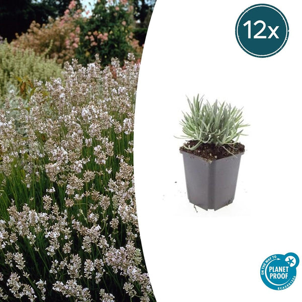 Lavendel ‚Edelweiss' – Lavandula intermedia