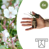 Storchschnabel – Geranium