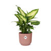 Dieffenbachia ‚Camilla' – Dieffenbachia seguine – Ø 14 cm · 35 cm