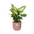 Dieffenbachia ‚Camilla' – Dieffenbachia seguine – Ø 14 cm · 35 cm