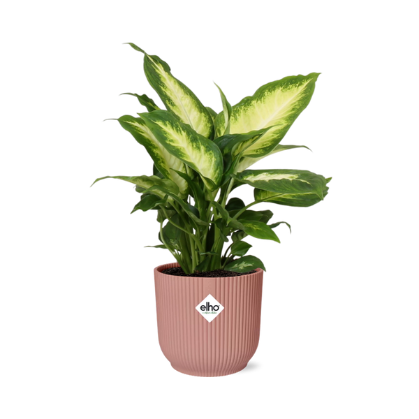Dieffenbachia ‚Camilla' – Dieffenbachia seguine – Ø 14 cm · 35 cm