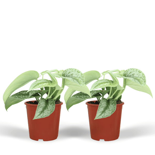 Scindapsus pictus ‚Trebie'