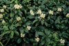 Dickmännchen ‚Green Sheen' – Pachysandra terminalis – Ansicht 4