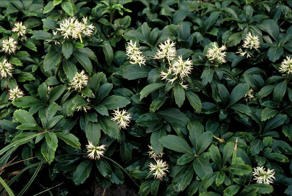 Dickmännchen ‚Green Sheen' – Pachysandra terminalis – Ansicht 4