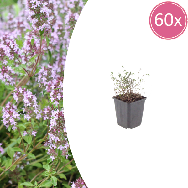 Echter Thymian – Thymus vulgaris
