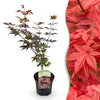 Fächerahorn ‚Atropurpureum' – Acer palmatum