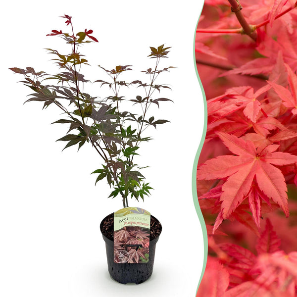 Fächerahorn ‚Atropurpureum' – Acer palmatum