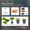 Flaschengarten-Set „Sam" – DIY-Terrarium mit Lampe und Kaffeepflanze – Ansicht 3