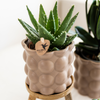 Pflanzen-Set „Cotton Sand" – Grünpflanzen mit weißer Phalaenopsis-Orchidee – Ansicht 4