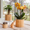 Orchidee ‚Las Vegas' – Phalaenopsis – Ansicht 4