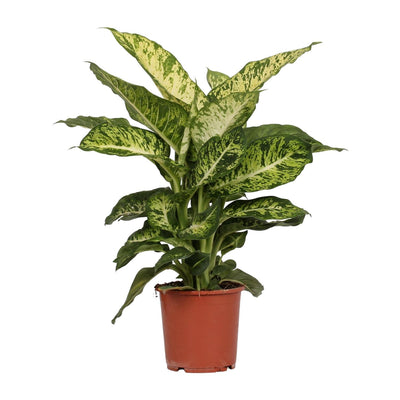 Dieffenbachie ‚Mars' – Dieffenbachia