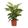 Dieffenbachie ‚Mars' – Dieffenbachia