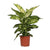 Dieffenbachie ‚Mars' – Dieffenbachia
