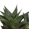 Sukkulenten-Set „Gasteria & Haworthia“ – 3 Sukkulenten – Ansicht 10