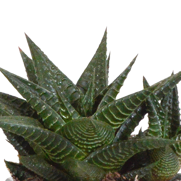Sukkulenten-Set „Gasteria & Haworthia“ – 3 Sukkulenten – Ansicht 10