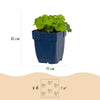 Frauenmantel – Alchemilla mollis – Ansicht 3
