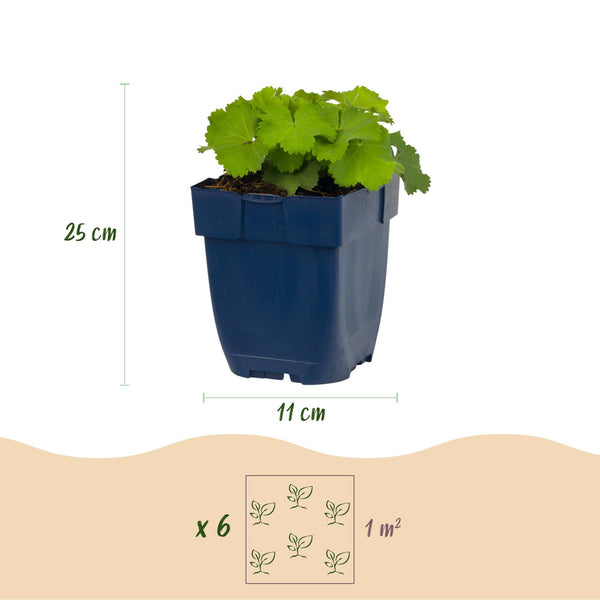 Frauenmantel – Alchemilla mollis – Ansicht 3