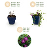 Kleines Immergrün ‚Atropurpurea' – Vinca minor – Ansicht 4