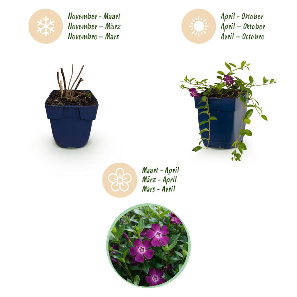 Kleines Immergrün ‚Atropurpurea' – Vinca minor – Ansicht 4