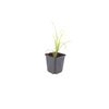 Taglilie ‚Stella de Oro' – Hemerocallis – Ansicht 2
