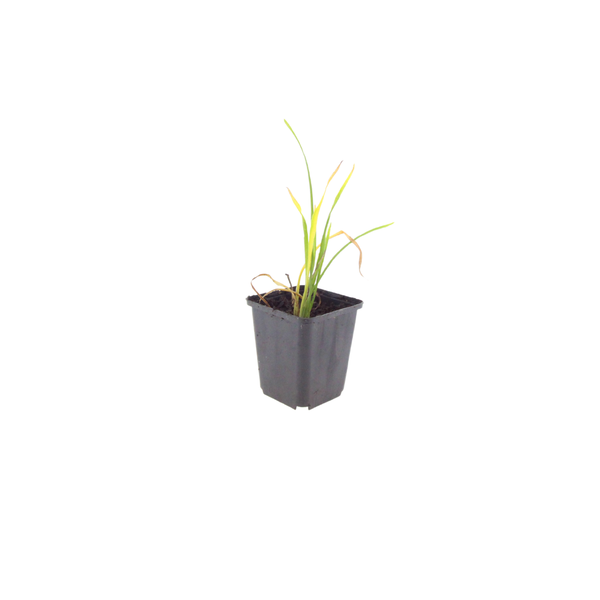 Taglilie ‚Stella de Oro' – Hemerocallis – Ansicht 2