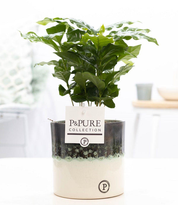 Kaffeepflanze – Coffea arabica