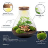 Flaschengarten-Set „Sam XL" – Pflanzen im Glas mit Licht – Ansicht 4