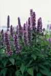 Duftnessel ‚Blue Fortune' – Agastache – Ansicht 5