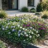 Immergrün Tricolour-Mix – Vinca – Ansicht 6