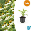 Weißer Sonnenhut ‚White Swan' – Echinacea purpurea