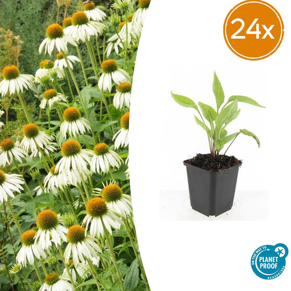 Weißer Sonnenhut ‚White Swan' – Echinacea purpurea