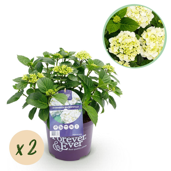 Hortensie ‚Forever & Ever' – Hydrangea macrophylla
