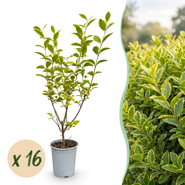 Goldliguster ‚Aureum' – Ligustrum ovalifolium