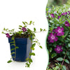Kleines Immergrün ‚Atropurpurea' – Vinca minor – 1 Stück
