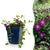 Kleines Immergrün ‚Atropurpurea' – Vinca minor – 1 Stück