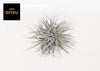 Tillandsie ‚Super Silver' – Tillandsia