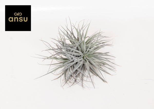 Tillandsie ‚Super Silver' – Tillandsia