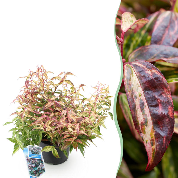 Traubenheide ‚Makijaz' – Leucothoe fontanesiana – 1 Stück