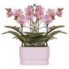 Orchidee ‚Treviso' – Phalaenopsis