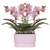 Orchidee ‚Treviso' – Phalaenopsis