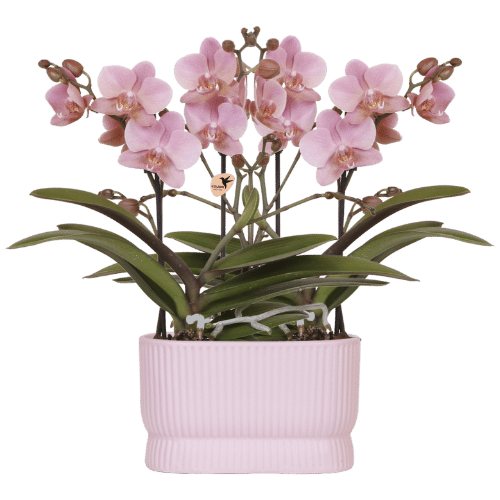 Orchidee ‚Treviso' – Phalaenopsis