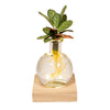 Calathea im Glas mit LED-Beleuchtung – Ansicht 2