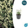Kriechspindel ‚Harlequin' – Euonymus fortunei