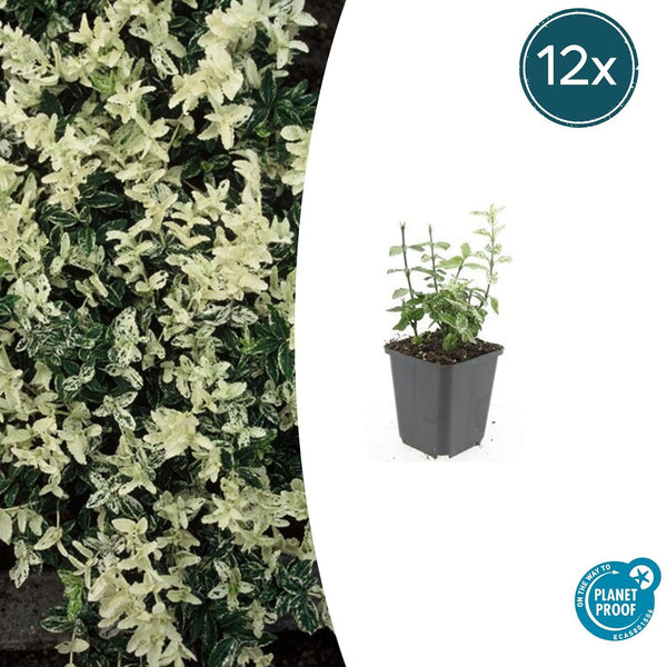 Kriechspindel ‚Harlequin' – Euonymus fortunei