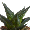 Sukkulenten-Set „Gasteria & Haworthia-Mix" – Gasterien und Haworthien – Ansicht 15